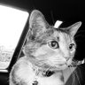 Sarcastic Cat 的头像