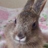 ノウサギ 的头像