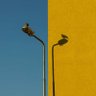 古道不怂🇺🇦🇺🇦's profile picture