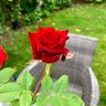 PG tips South 🇪🇺🔶🇫🇷 🌹🇬🇧🌈 profil fotoğrafı