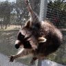 Profilbild von Mapache Enfurecido