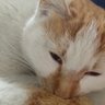 猫社長の雇われ店長 的头像