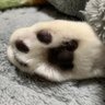 たまこ 的头像