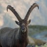 Profilbild von Ibex Sports