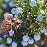 juniperberry profil fotoğrafı