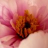 ildiko fabian's profile picture