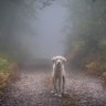 Profilbild von doginthefog