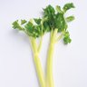 サニーレタス 的头像