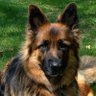 dagnydog's profile picture
