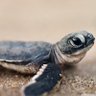 turtle's profile picture