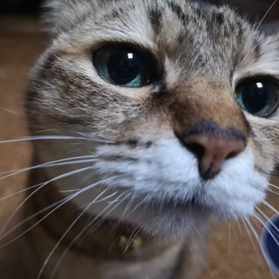 kainekonoshima's profile picture