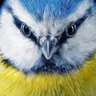 Фото профиля Corguilmore#