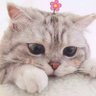 aiz's profile picture