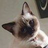 Twixy profil fotoğrafı