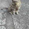 たま profil fotoğrafı