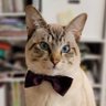 Profilbild von 猫の皮を被った狸