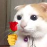 nikiyang5's profile picture