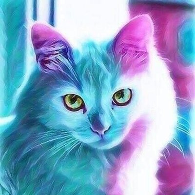 GATA PATTY 🐾 ↙️'s profile picture