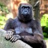 Vibes profil fotoğrafı