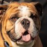 EliBulldog2012 profil fotoğrafı