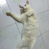 l2ockie🍀's profile picture