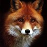 Martin Vos's profile picture
