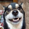 ハルユ profil fotoğrafı