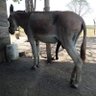 Sabab's profile picture