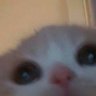 SadPotatoCat profil fotoğrafı
