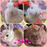 Profilbild von 🐰プリおもリンふくRABBIT 🐇