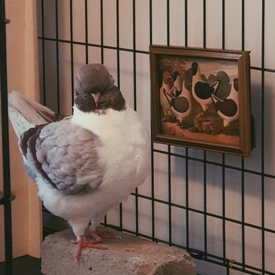 Masha the pigeon's profile picture