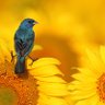 Black Birds ☮💜🌻🏳️🌈💉🌊 的头像