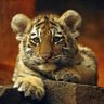 HelloTigress's profile picture