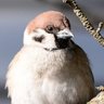Profilbild von 柴鳥