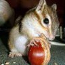 🌰&🐿【👒🐟】's profile picture