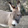 cookie's profile picture