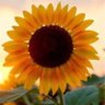 Profilbild von Vic 🌻