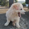 Shadow's profile picture