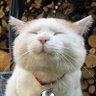 The_Puss profil fotoğrafı