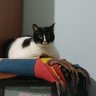 Ilaria 🌈 profil fotoğrafı