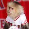 Rally Monkey (9-5) 的头像