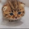 Is kitten's profile picture