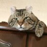 さっちん 的头像