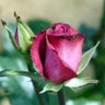 ام خليفه profil fotoğrafı