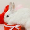 白うさぎ🐰's profile picture