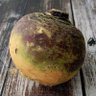Rootveg Serf's profile picture