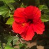 さとしくん profil fotoğrafı