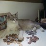 Profilbild von AnimalMaster