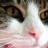Rie Rie profil fotoğrafı