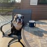 Haner1Bulldog's profile picture